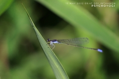Aciagrion approximans