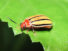 Kuschelina tenuilineata