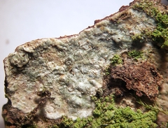 Pertusaria macounii