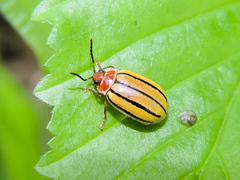 Kuschelina tenuilineata