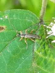 Analeptura