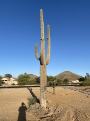Carnegiea gigantea