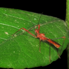 Ricolla quadrispinosa