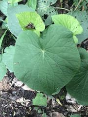 Piper umbellatum