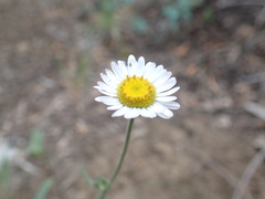 Erigeron jonesii