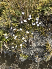 Wahlenbergia pygmaea