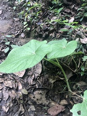 Piper umbellatum
