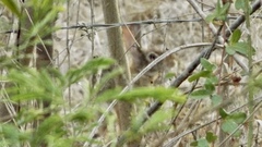 Sylvilagus cunicularius