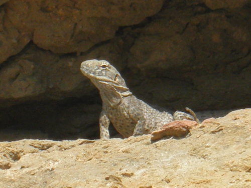 Cape Spiny-tailed Iguana