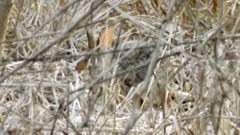 Sylvilagus cunicularius