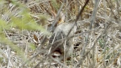 Sylvilagus cunicularius