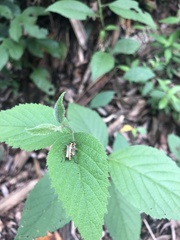 Chauliognathus distinguendus