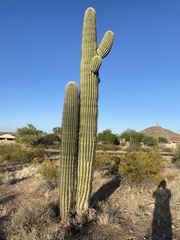 Carnegiea gigantea