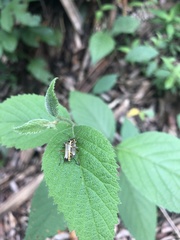 Chauliognathus distinguendus