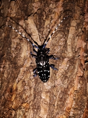 Anoplophora chinensis