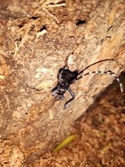 Anoplophora chinensis