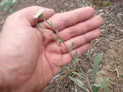 Erigeron jonesii