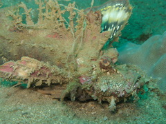 Goblinfish photo 2