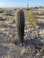 Carnegiea gigantea