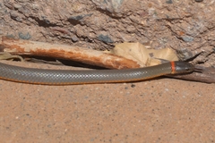 Diadophis punctatus similis
