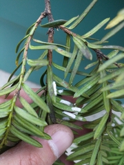 Dysmicoccus wistariae