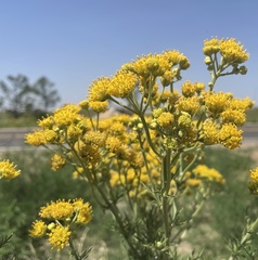 Hymenopappus flavescens