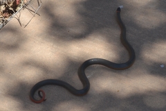 Diadophis punctatus similis