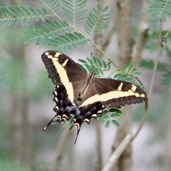 Heraclides andraemon andraemon