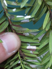 Dysmicoccus wistariae