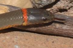 Diadophis punctatus similis