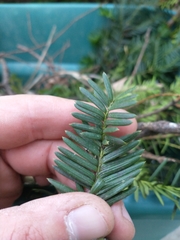 Dysmicoccus wistariae