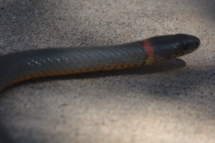 Diadophis punctatus similis