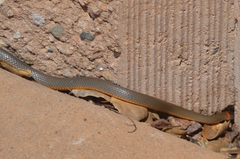 Diadophis punctatus similis