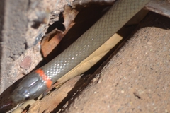 Diadophis punctatus similis