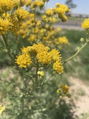 Hymenopappus flavescens