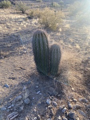 Carnegiea gigantea