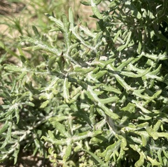 Hymenopappus flavescens
