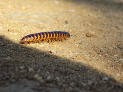 Rhysodesmus texicolens