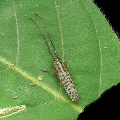 Malthonea tigrinata