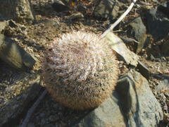 Mammillaria evermanniana