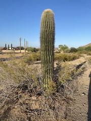 Carnegiea gigantea