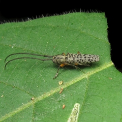 Malthonea tigrinata
