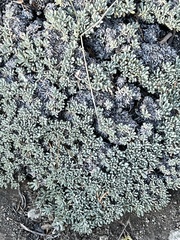 Eriogonum kennedyi