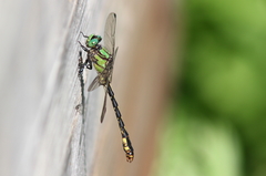 Ophiogomphus mainensis