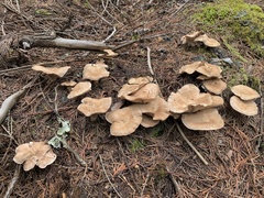 Cleistocybe vernalis