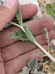 Mentzelia pterosperma