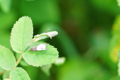 Notocelia cynosbatella