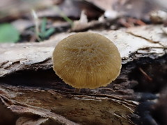 Simocybe phlebophora