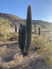 Carnegiea gigantea