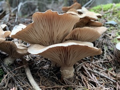 Cleistocybe vernalis